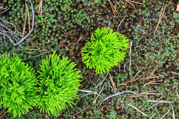 A textura do musgo. Antecedentes do musgo. Lugares de musgo verde brilhante no chão da floresta — Fotografia de Stock