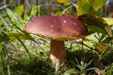 Büyük beyaz mantar boletusu sonbahar ormanında yetişir.