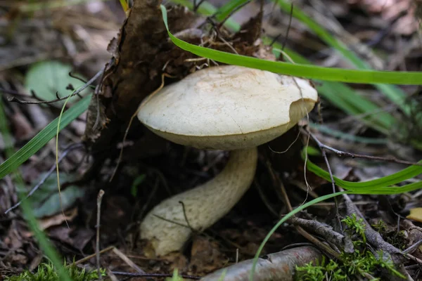 Mushroom Leccinum Holopus Curved Leg Grows Swamp — Stock Photo, Image
