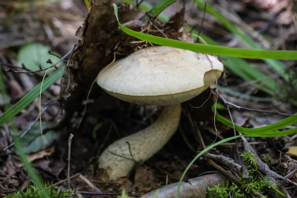 Гриб Leccinum Holopus Изогнутой Ноге Растет Болоте — стоковое фото