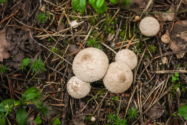 먹을 수있는 어린 가을 버섯 Lycoperdon 또는 레인 코트 — 스톡 사진