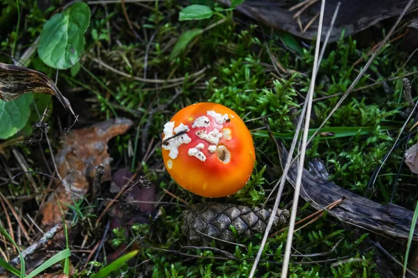 Fly agaric in the forest-mushroom with a red hat — Stock Photo, Image