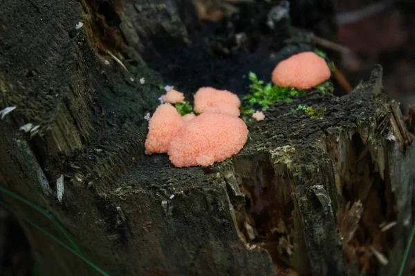 Pinc Slime Tubulifera arachnoidea, formerly known as Tubifera ferruginosa. — Stock Image Pinc Slime Tubulifera arachnoidea, formerly known as Tubifera ferruginosa. Stock Photo