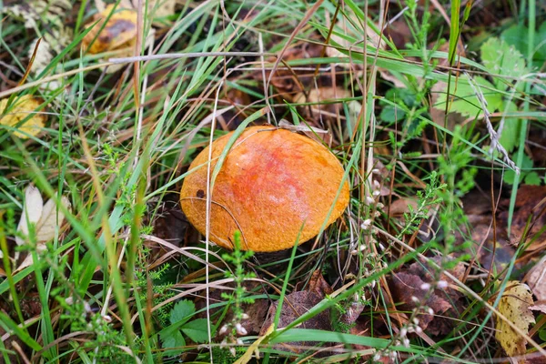 Aspen mushroom or orange-cap boletus in the autumn forest moss — Stock Photo, Image