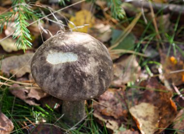 Sonbahar ormanlarında Leccinum çeşitliliği, şapkanın dokusu....