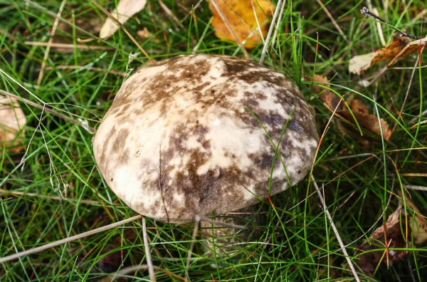 Leccinum variicolor in the autumn forest, the texture of the cap. — Stock Photo, Image