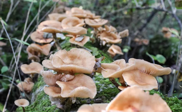 Медовые Грибы Armillaria Mellea Дикий Свежий Кластер Диффузное Освещение — стоковое фото