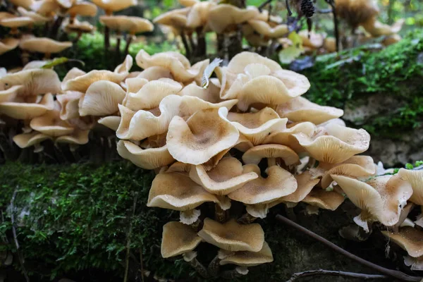 Honey Mushrooms Armillaria Mellea Wild Fresh Cluster Diffused Lighting — Stock Photo, Image