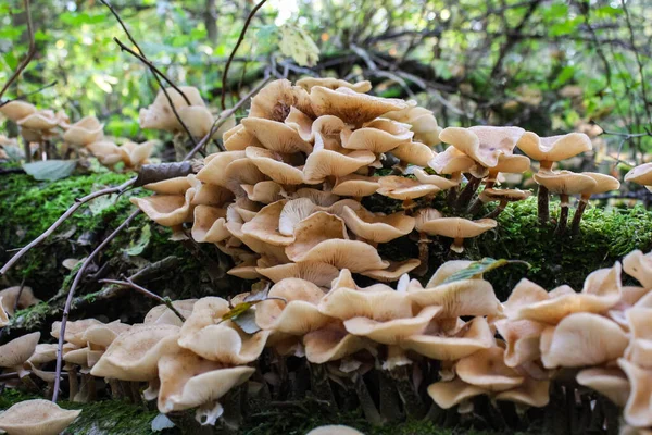 Honey Mushrooms Armillaria Mellea Wild Fresh Cluster Diffused Lighting — Stock Photo, Image