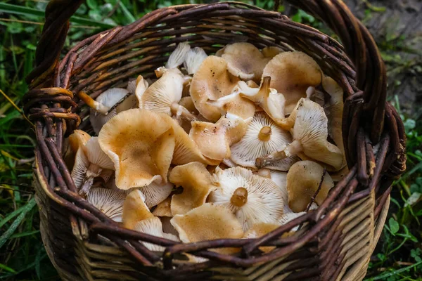 Honey Mushrooms Armillaria Mellea Een Wild Fris Cluster Diffuse Verlichting — Stockfoto