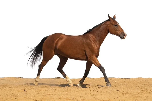 Brown Horse jumps on sand on a white background