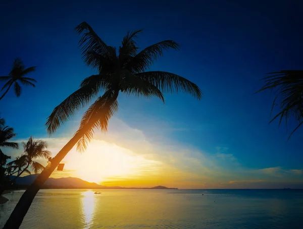 Landscape Sunny day, blue sky and beach,palms