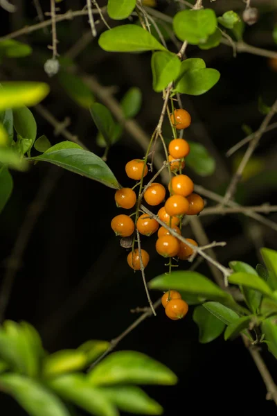 Orange fruits on a green branch in the dark on  background