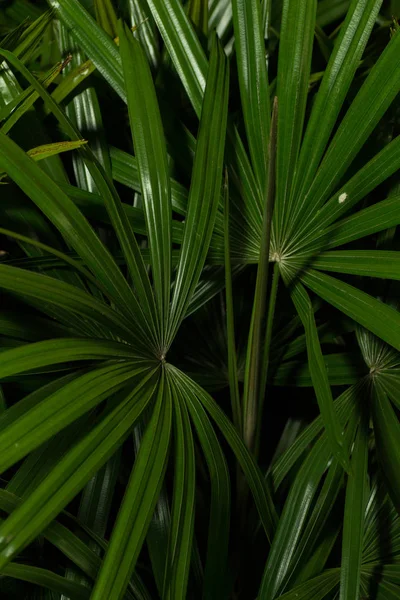 Tropical green leaves of tree on  background