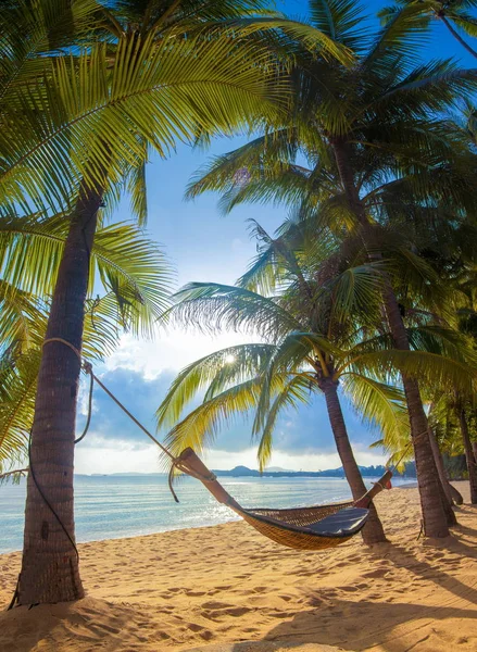 Landscape Sunny day, blue sky and beach, palms and hammock