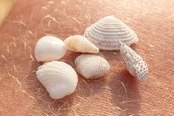 small sea shells on human skin