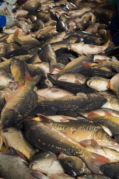 Fish farming, farm for the breeding of carps, pike and sturgeon. Catch biomass and manual sorting of fish