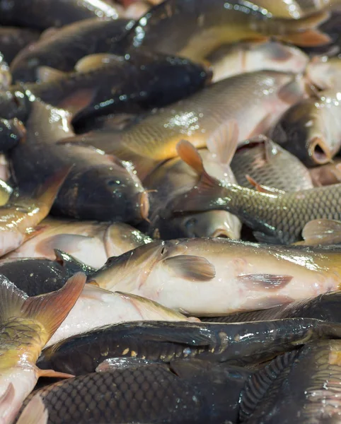 Fish farming, farm for the breeding of  carps. Catch biomass and manual sorting of fish