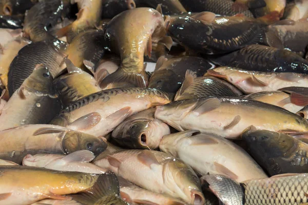 Fish farming, farm for the breeding of  carps. Catch biomass and manual sorting of fish