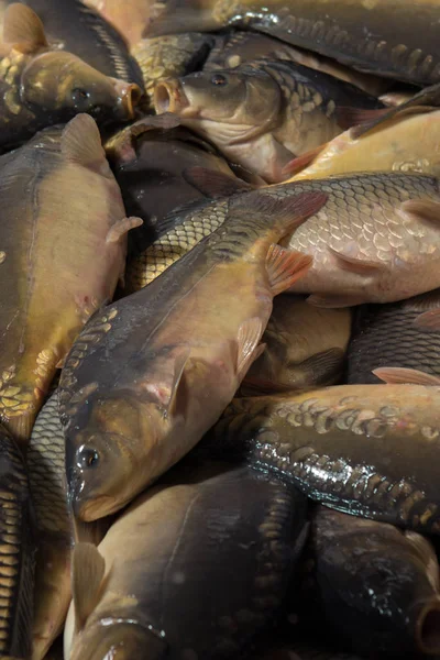 Fish farming, farm for the breeding of  carps. Catch biomass and manual sorting of fish