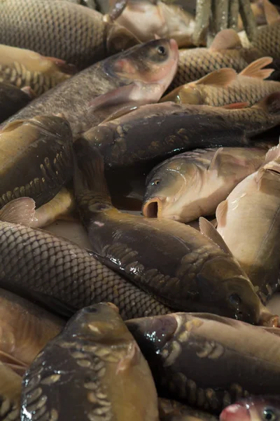 Fish farming, farm for the breeding of carps, pike and sturgeon. Catch biomass and manual sorting of fish