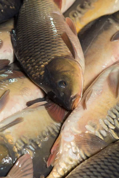 Fish farming, farm for the breeding of  carps. Catch biomass and manual sorting of fish