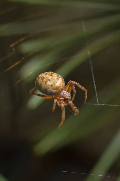 spider on plant  on background,close up