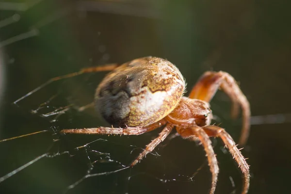 spider on plant  on background,close up