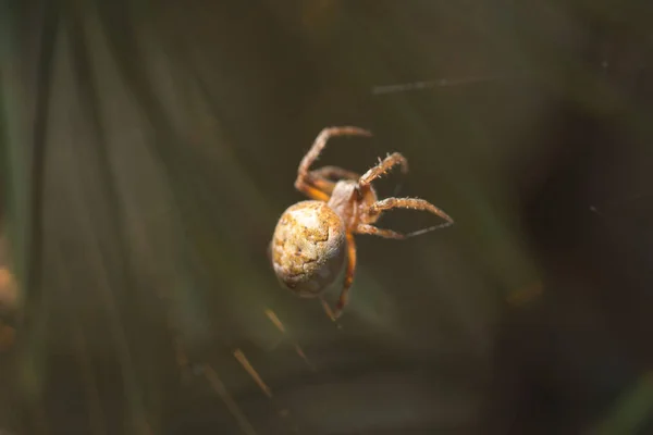 spider on plant  on background,close up