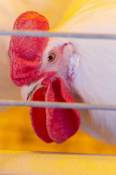 bird in cage on background,close up