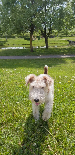Fox Terrier dog on the lawn on background,close up