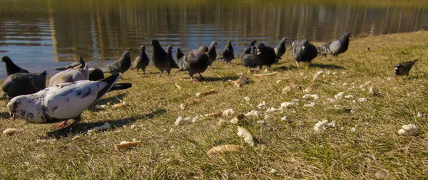 flock of birds of pigeons pecking bread on the river bank
