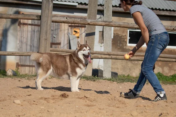 Young woman canine train dog breed Husky