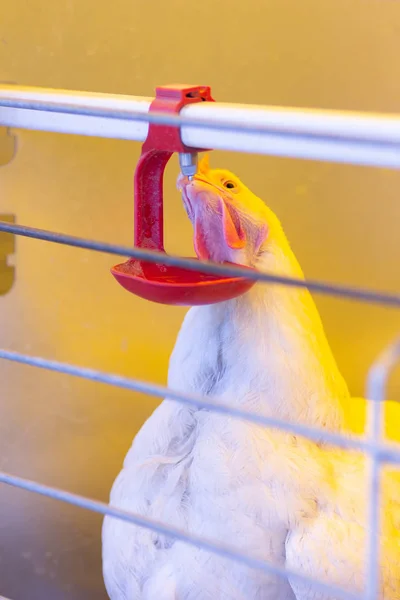 hen bird in cage on background,close up