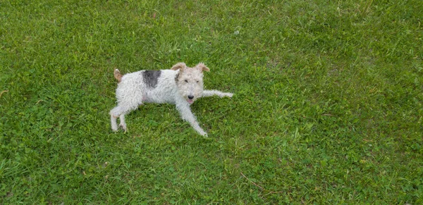 Fox Terrier dog on the lawn on background,close up