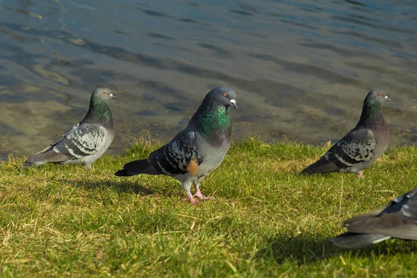 flock of birds of pigeons pecking bread on the river bank