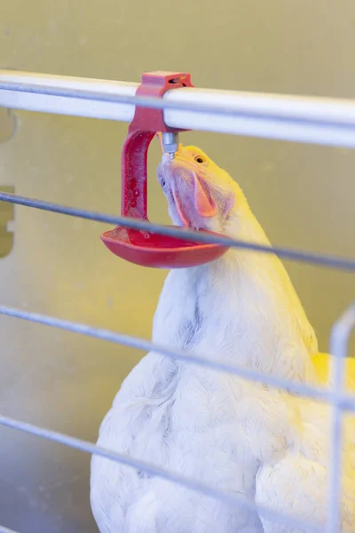 hen bird in cage on background,close up