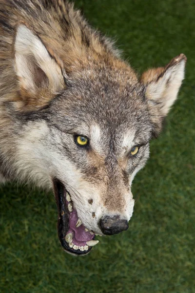 grey wolf animal  on background,close up