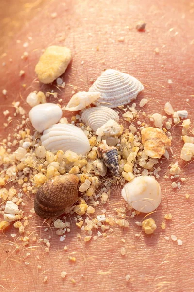 small sea shells on human skin