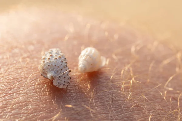 small sea shells on human skin