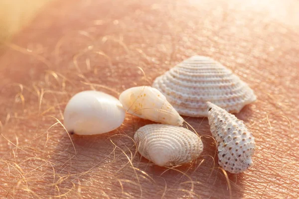 small sea shells on human skin