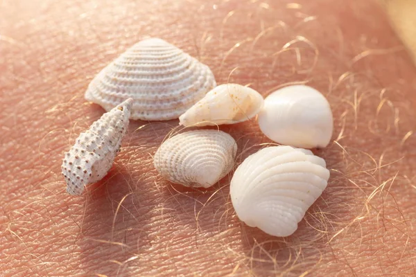 Many Small Shells Found On Seashore Stock Photo 2342979417