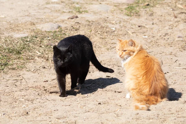 two cute cats friends walking outdoors