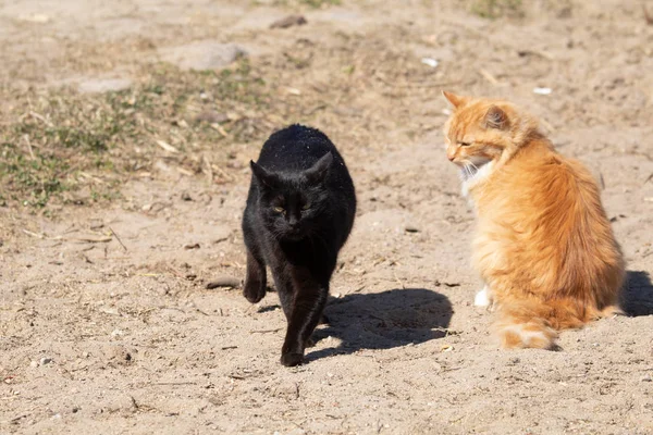 two cute cats friends walking outdoors