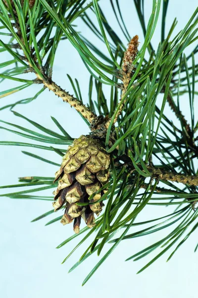 Mountain pine, green branch with buds  on a light background