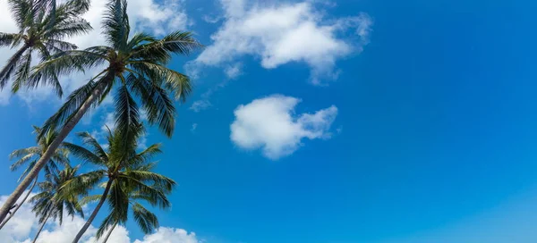 Paesaggio Giorno Soleggiato Cielo Azzurro E Spiaggia Palme Costa Viaggio Stock Photo 233157620
