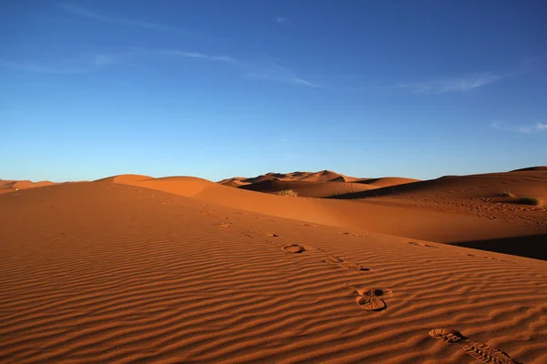 Rastros en las dunas del desierto del Sahara — Foto de Stock