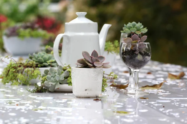 Vacsora bankett asztaldísz moss és a növények — Stock Fotó