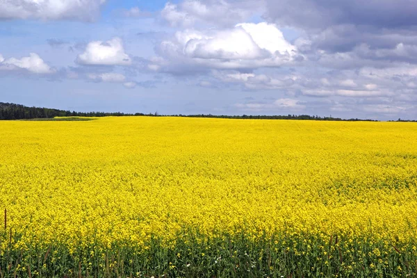 Rzepakowego pola rozmieszczone z żółte kwiaty kwitnące — Zdjęcie stockowe