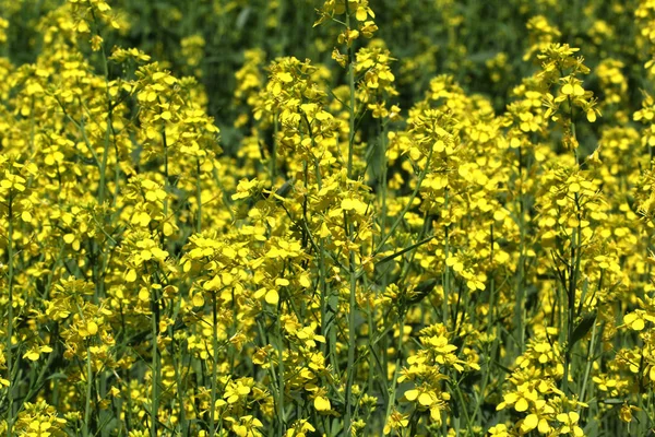 油菜籽在黄花开花时传播 — 图库照片